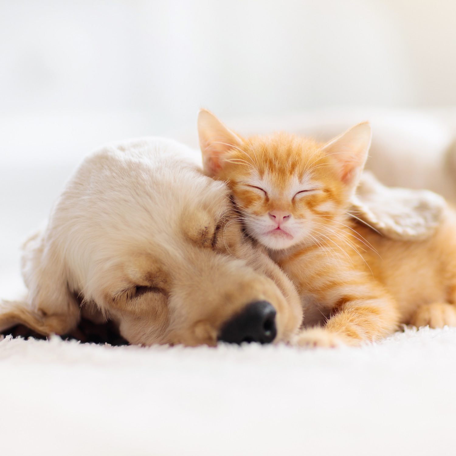 Produits vétérinaires Pharmacie du Cèdre